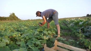 Genç erkek çiftçi organik Eko çiftlikte salatalık toplama