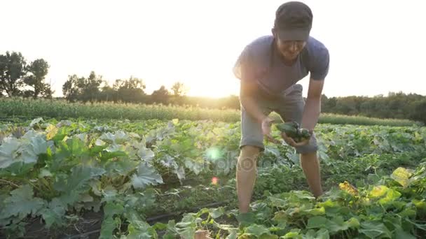 若い男性農家有機エコ農場でキュウリを選ぶ — ストック動画