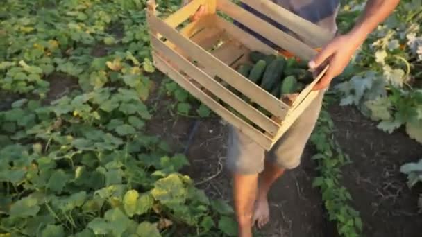 Jovem agricultor do sexo masculino colhendo pepino na fazenda ecológica orgânica — Vídeo de Stock