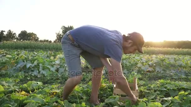 Genç erkek çiftçi organik Eko çiftlikte salatalık toplama — Stok video