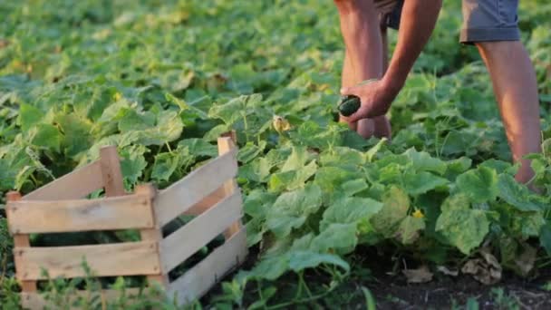 Jovem agricultor do sexo masculino colhendo pepino na fazenda ecológica orgânica — Vídeo de Stock