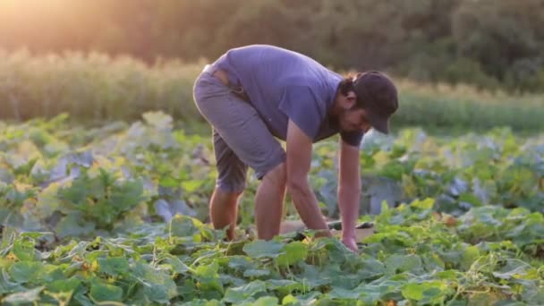 Joven agricultor macho recogiendo pepino en eco granja orgánica — Vídeos de Stock