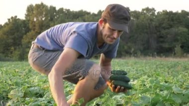 Genç erkek çiftçi organik Eko çiftlikte salatalık toplama