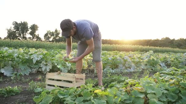 Mladý muž farmář okurka žmoulání organické Ekofarma — Stock video