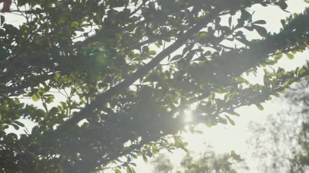 Солнечный свет просачивается сквозь зеленое дерево с движущейся камерой . — стоковое видео