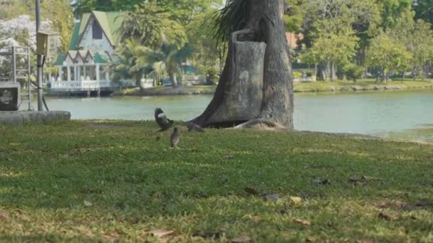 Two birds attack the varan in Lumpini Park at Bangkok — Stock Video