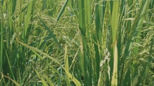 Close-up van het kweken van onrijpe rijst in de rijst veld met bewegende camera in slow motion — Stockvideo