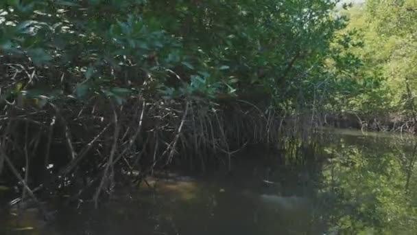 Вітрильний спорт на човні через мангровий ліс у повільному русі — стокове відео