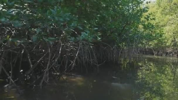 Voile sur un bateau à travers la forêt de mangroves au ralenti 