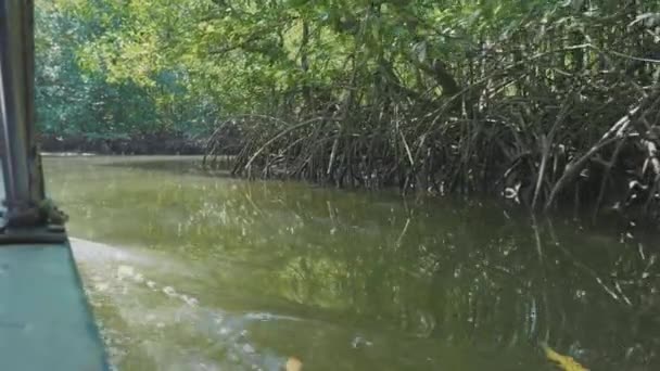 Vitorlázás egy csónak átmenő a mangrove erdő, ban lassú mozgás — Stock videók