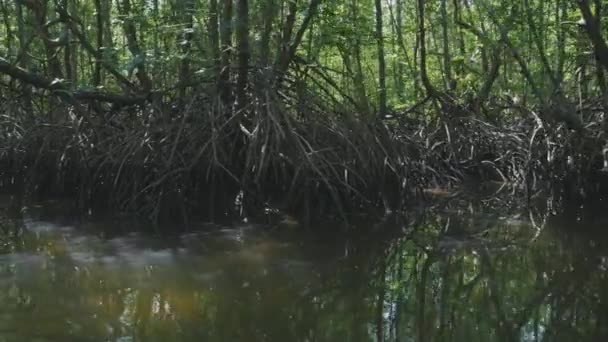 Navegando en un barco a través del bosque de manglares en cámara lenta — Vídeo de stock