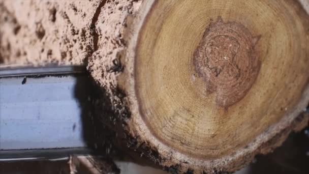 L'uomo sta segando un legno con una motosega elettrica alla falegnameria, al rallentatore — Video Stock