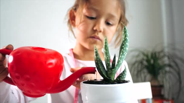 Petite fille enfant arrose une plante d'intérieur après la replantation à la maison, à l'intérieur — Video