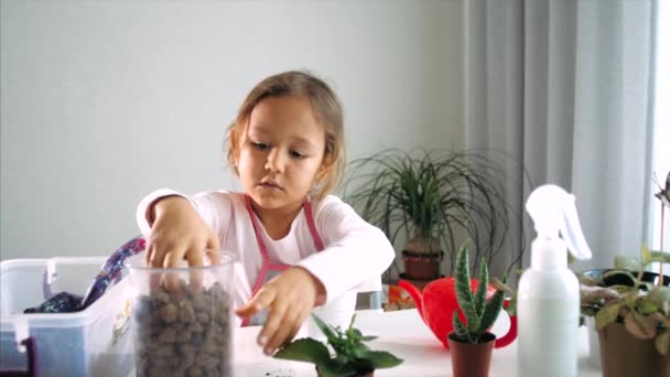 Liten barn flicka återplantera en blomma hemma, inomhus — Stockvideo