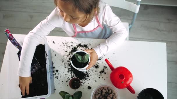 Petite fille enfant est apaise la terre tandis qu'une plante d'intérieur à la maison, à l'intérieur — Video