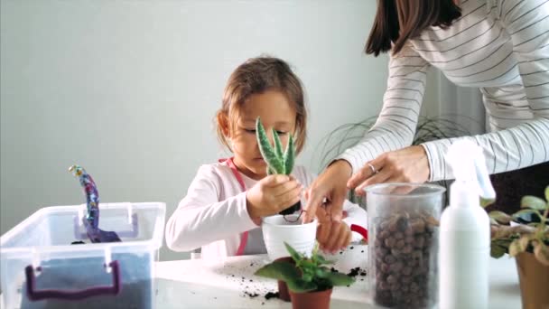 Liten barn flicka återplantera en blomma hemma, inomhus — Stockvideo