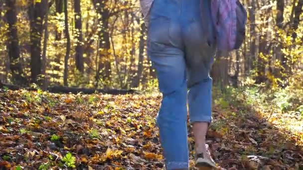 Mujer joven con mochila está caminando sola en el bosque amarillo de otoño, vista trasera . — Vídeos de Stock