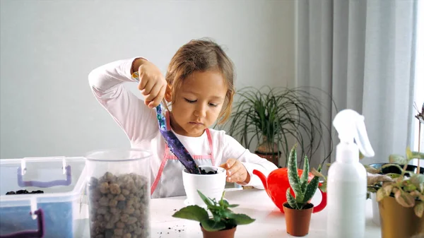 Little child girl is puts the soil while a plants a houseplant at home, indoor — Stock Image Little child girl is puts the soil while a plants a houseplant at home, indoor Stock Photo