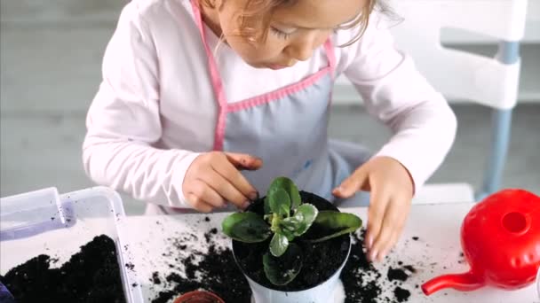 Маленькая девочка чистит почву, в то время как растения домашнее стекло в помещении — стоковое видео