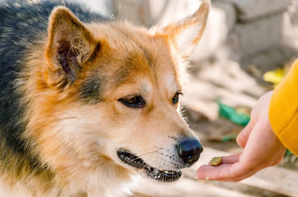 Kırmızı tüylü köpek gıda içinde insan palmiye arıyorsunuz