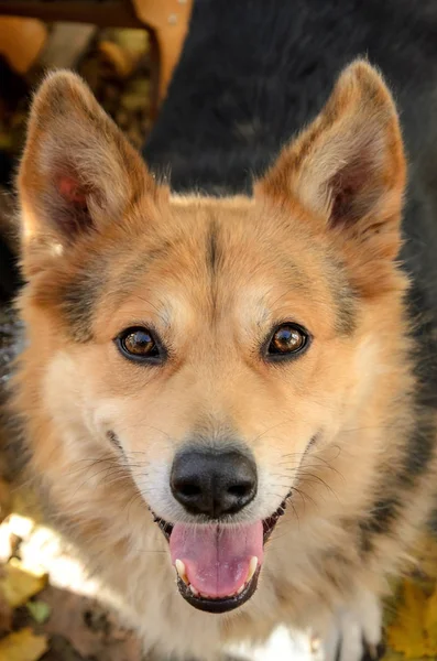 快乐红发狗的舌头伸出来看看相机的肖像 — 图库照片