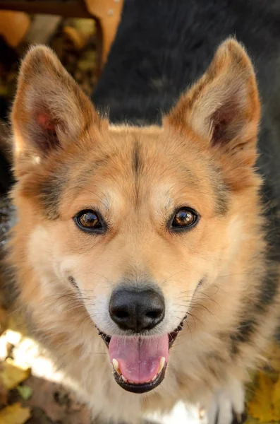 Portrait of happy red-haired dog with his tongue hanging out looking at the camera — Stock Photo, Image