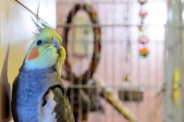 petsupplies papağan hücreleri ve oyuncakları arka plan üzerinde