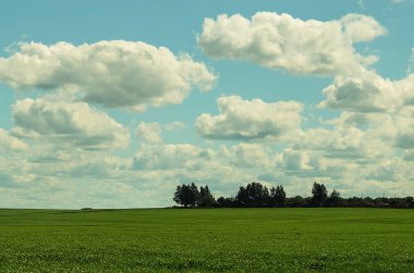Bahar alanıyla yeşil çim gökyüzü goluboma yumuşak bulutlar üzerinde. uzak ufuk, ağaçlar