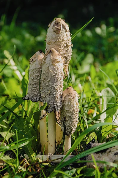 Coprinus comatust mantar bahar çimen