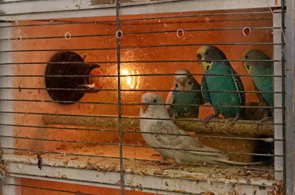 Papağan evcil hayvan pazarında kafeste oturan — Stok fotoğraf