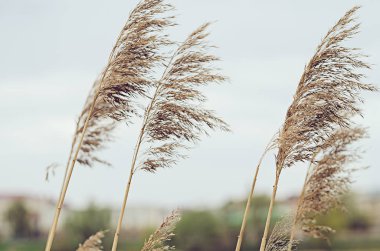 Yüksek altın çim sahada solmuş. Arka plan bulanıklık