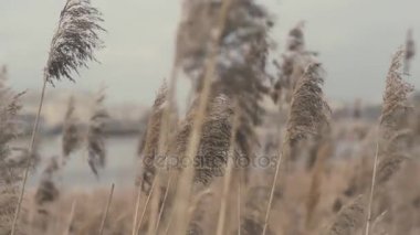 Çim alanı kurudur. Arka planda küçük bir nehir ile bulanık odak
