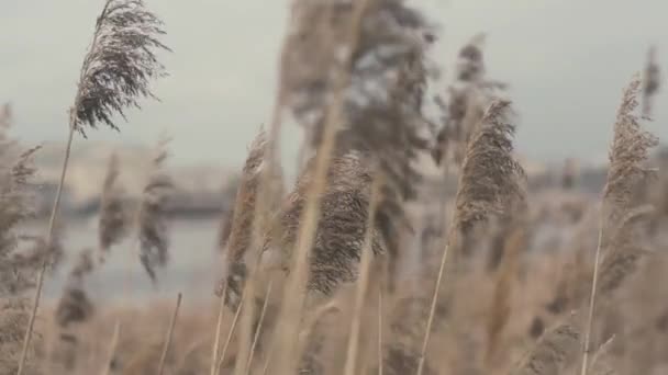 L'herbe est sèche dans le champ. Mise au point floue avec une petite rivière sur le fond 