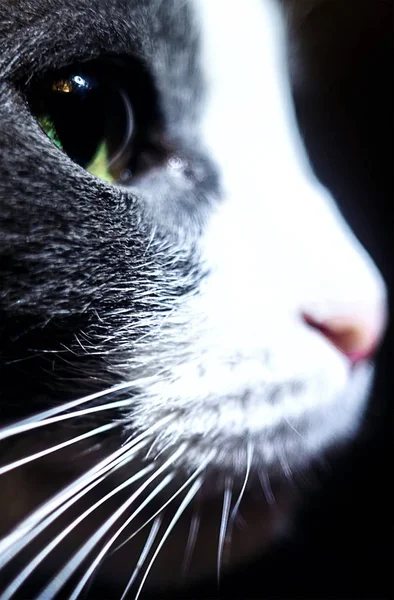 Profil d'un chat sur fond noir. Yeux visibles et moustache en gros plan — Photo