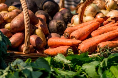 Gerçek sebze ve otlar sepetle. Lahana, domates, havuç, soğan hasat sonra