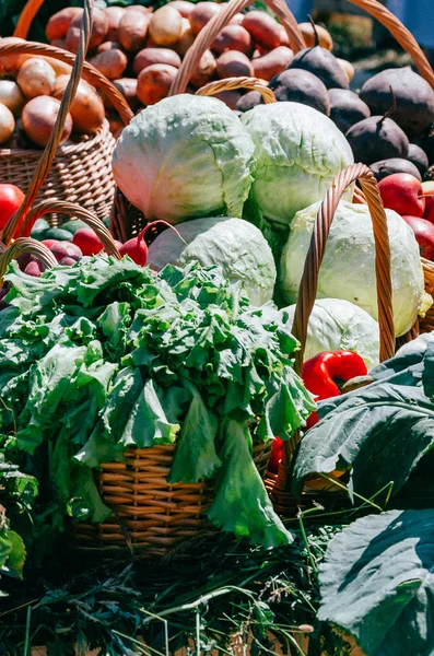 Gerçek sebze ve otlar sepetle. Lahana, domates, havuç, soğan hasat sonra