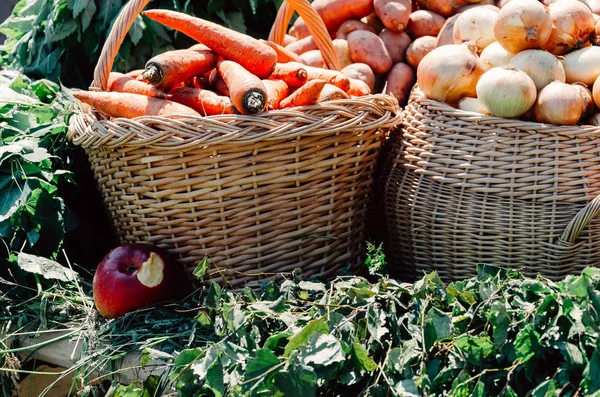 Kosz z prawdziwe warzywa i zioła. Kapusta, pomidory, marchew, cebula, po zbiorze — Zdjęcie stockowe