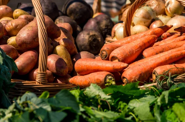 Gerçek sebze ve otlar sepetle. Lahana, domates, havuç, soğan hasat sonra