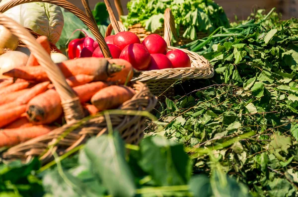 Gerçek sebze ve otlar sepetle. Lahana, domates, havuç, soğan hasat sonra