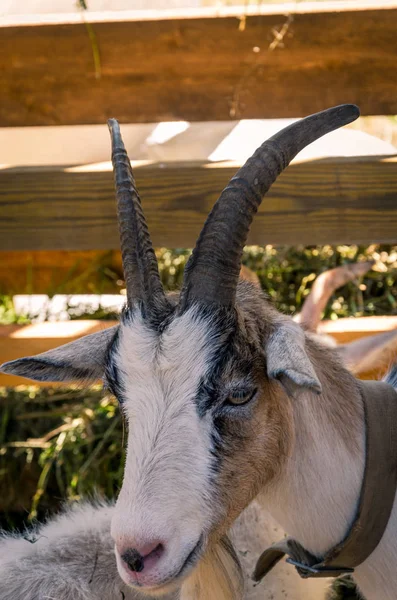 Une chèvre à cornes fait maison qui regarde la caméra dans sa stalle — Photo