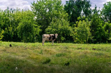siyah ve beyaz buzağı yalnız ağaçlar kameraya bakarak çerçevede bir yeşil çayır üzerinde