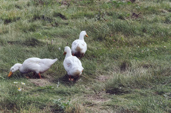 Domestic ducks of white color graze in a meadow — Stock Photo, Image