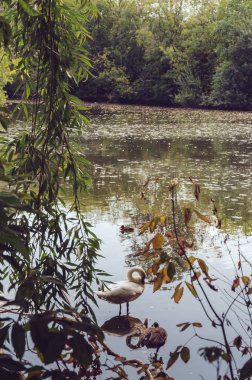 Kuğular gölde. Doğa shoot