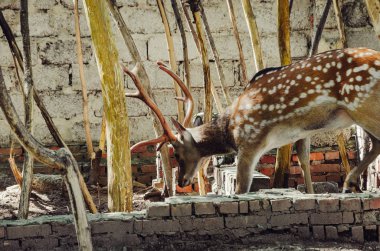 savaşta boynuzları olan genç geyik. Açık hayvanat bahçesinde vahşi geyik.