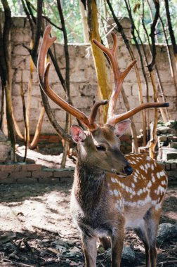 savaşta boynuzları olan genç geyik. Açık hayvanat bahçesinde vahşi geyik.