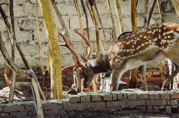 savaşta boynuzları olan genç geyik. Açık hayvanat bahçesinde vahşi geyik.
