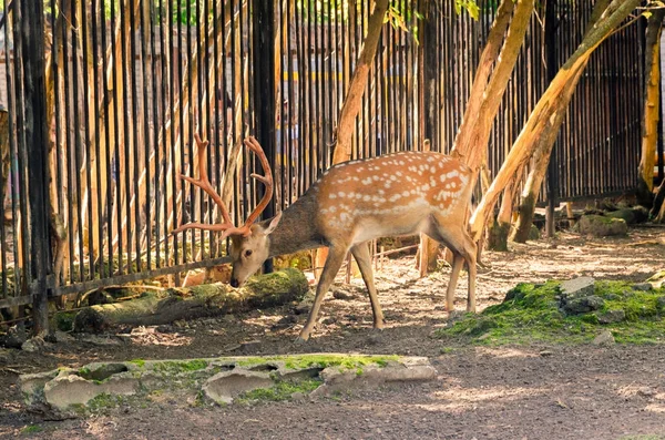 savaşta boynuzları olan genç geyik. Açık hayvanat bahçesinde vahşi geyik.
