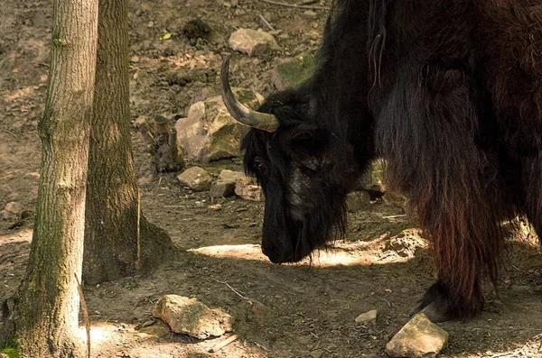 Iaque no terreno montanhoso à procura de grama — Fotografia de Stock