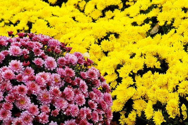 Park krizantem. Sarı, kırmızı, mor, Beyaz Krizantem.