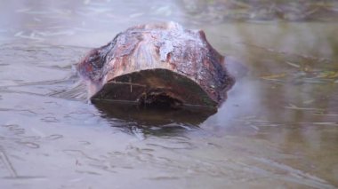 Suda bir kütük. Buza girin..